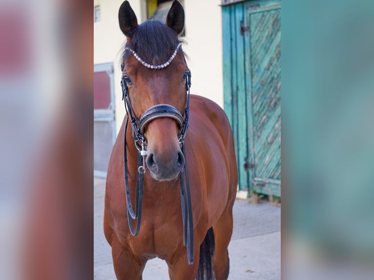 Trakehner Caballo castrado 8 años 172 cm Castaño in Zolling