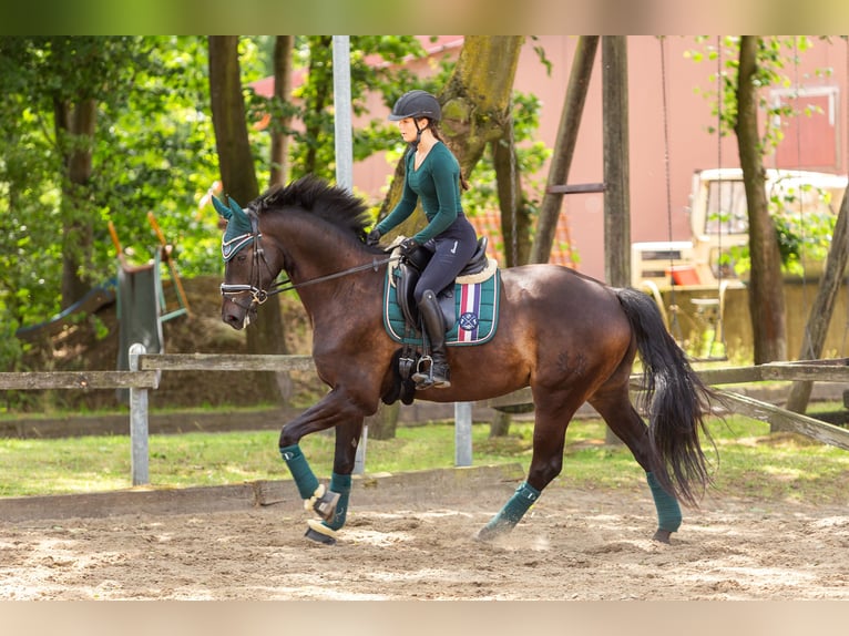 Trakehner Caballo castrado 8 años 172 cm Morcillo in Herten