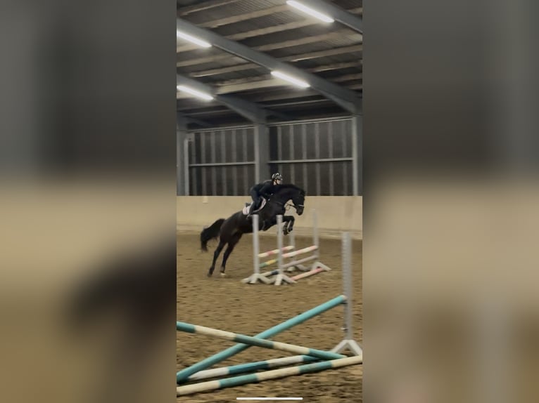 Trakehner Caballo castrado 8 años 172 cm Morcillo in Herten