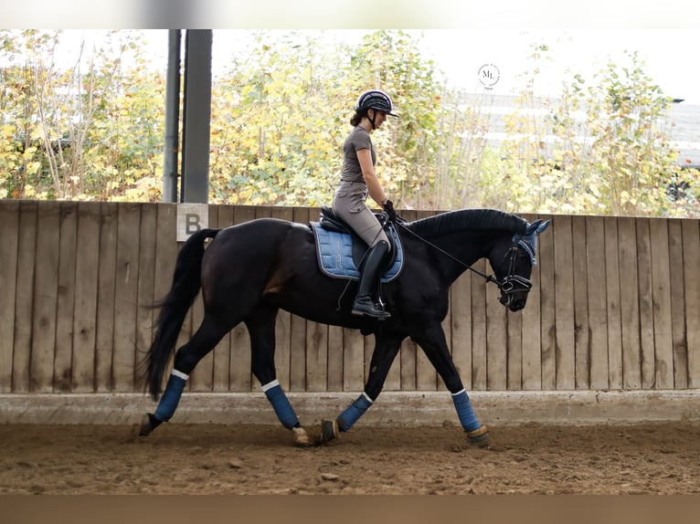Trakehner Caballo castrado 8 años 172 cm Morcillo in Herten