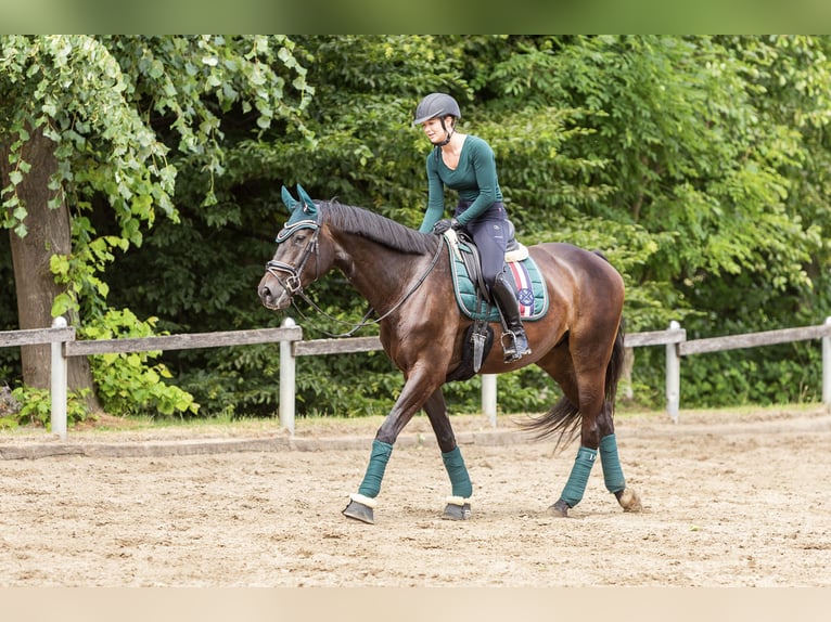 Trakehner Caballo castrado 8 años 172 cm Morcillo in Herten