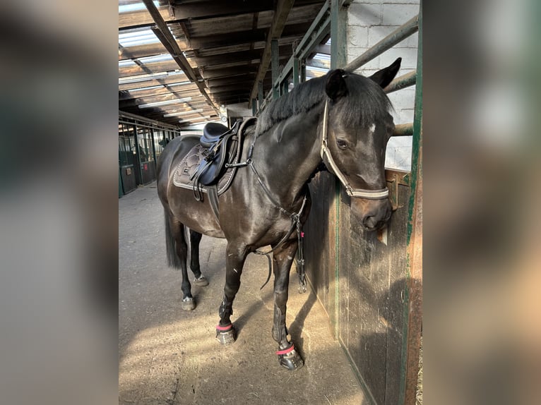 Trakehner Caballo castrado 9 años 162 cm Negro in Hamburg