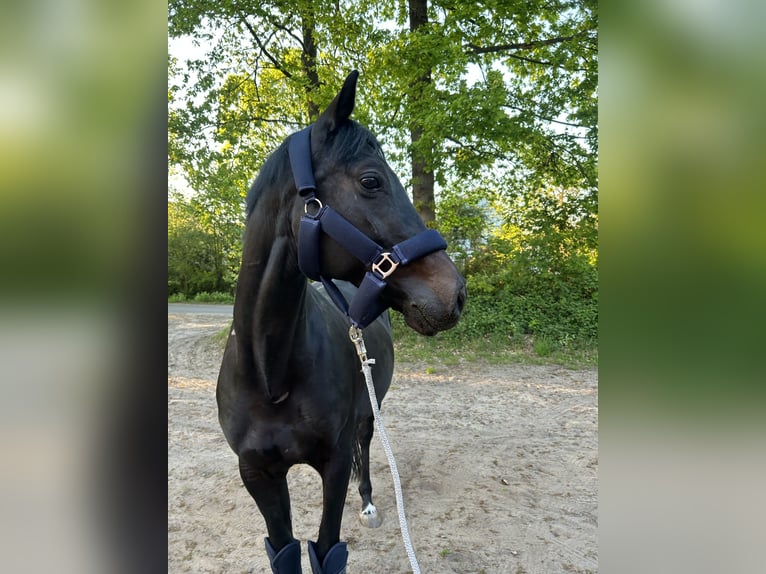 Trakehner Caballo castrado 9 años 162 cm Negro in Hamburg