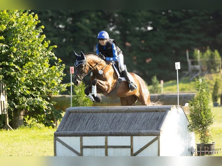 Trakehner Caballo castrado 9 años 163 cm Alazán-tostado in Löwenberger Land