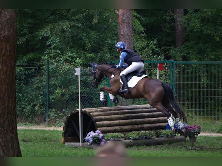 Trakehner Caballo castrado 9 años 163 cm Alazán-tostado in Löwenberger Land