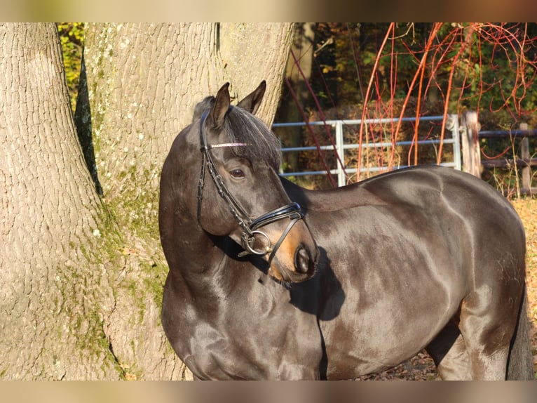 Trakehner Caballo castrado 9 años 165 cm Castaño oscuro in Darmstadt