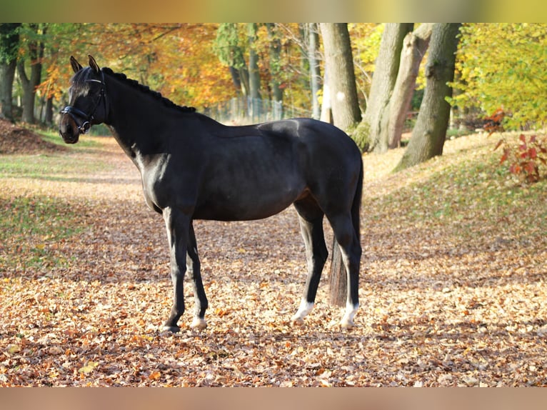 Trakehner Caballo castrado 9 años 165 cm Castaño oscuro in Darmstadt