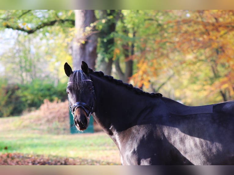 Trakehner Caballo castrado 9 años 165 cm Castaño oscuro in Darmstadt