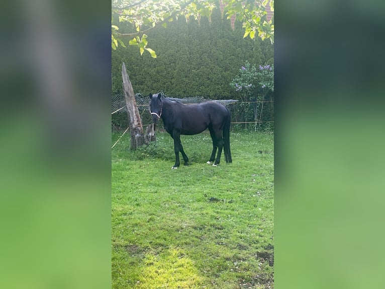 Trakehner Caballo castrado 9 años 165 cm Negro in Nandlstadt