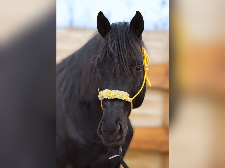 Trakehner Caballo castrado 9 años 165 cm Negro in Nandlstadt