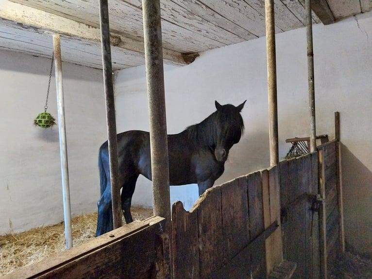 Trakehner Caballo castrado 9 años 165 cm Negro in Nandlstadt