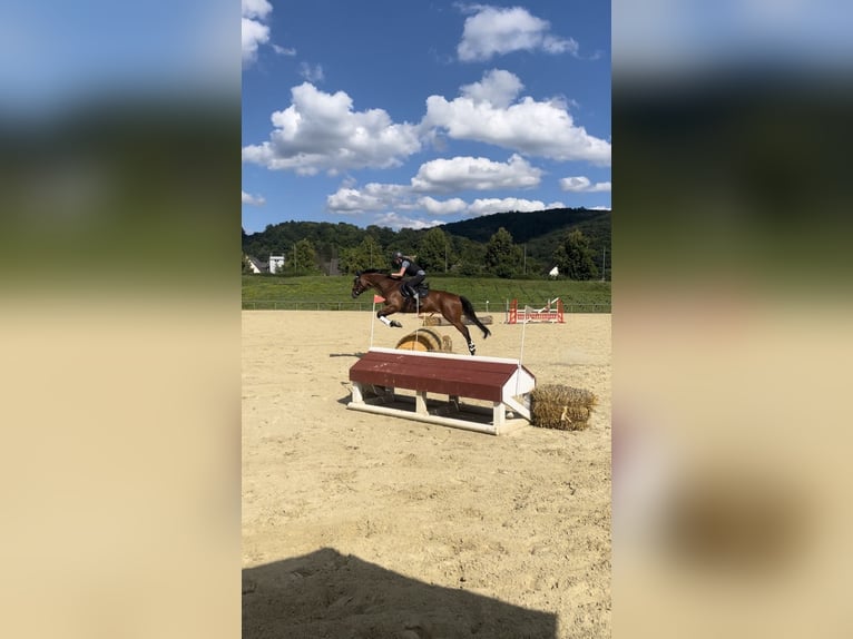 Trakehner Caballo castrado 9 años 167 cm Castaño in Solms