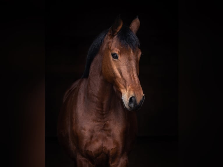 Trakehner Caballo castrado 9 años 167 cm Castaño claro in Wurmberg