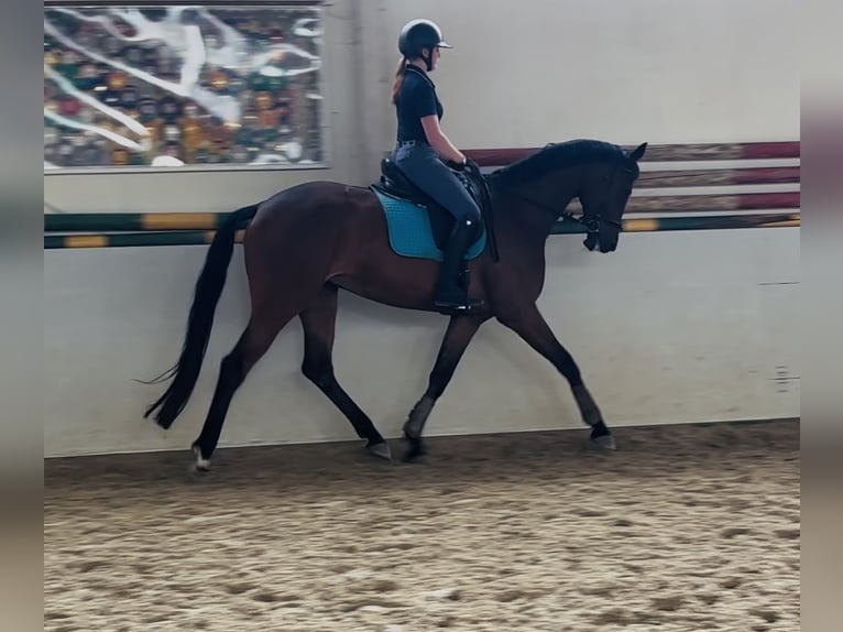 Trakehner Caballo castrado 9 años 168 cm Castaño in Sottrz