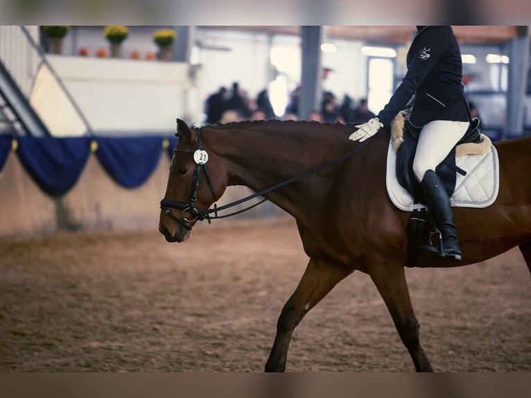 Trakehner Caballo castrado 9 años 168 cm Castaño in Solms