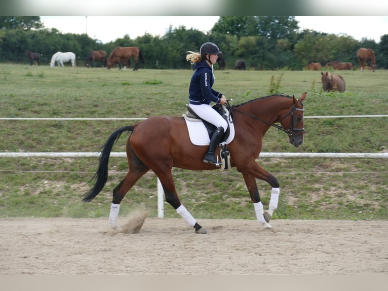 Trakehner Caballo castrado 9 años 169 cm Castaño in Ganschow
