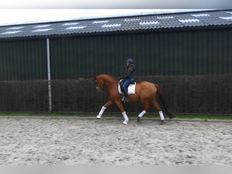 Trakehner Caballo castrado 9 años 170 cm Alazán in Mönchengladbach