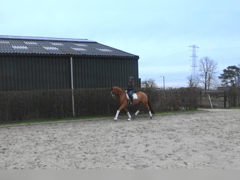 Trakehner Caballo castrado 9 años 170 cm Alazán in Mönchengladbach