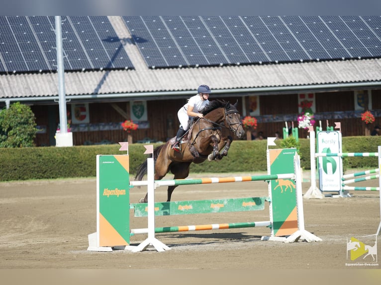 Trakehner Caballo castrado 9 años 170 cm Castaño oscuro in schöder