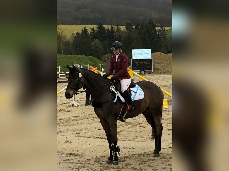 Trakehner Caballo castrado 9 años 170 cm Castaño oscuro in Schöder