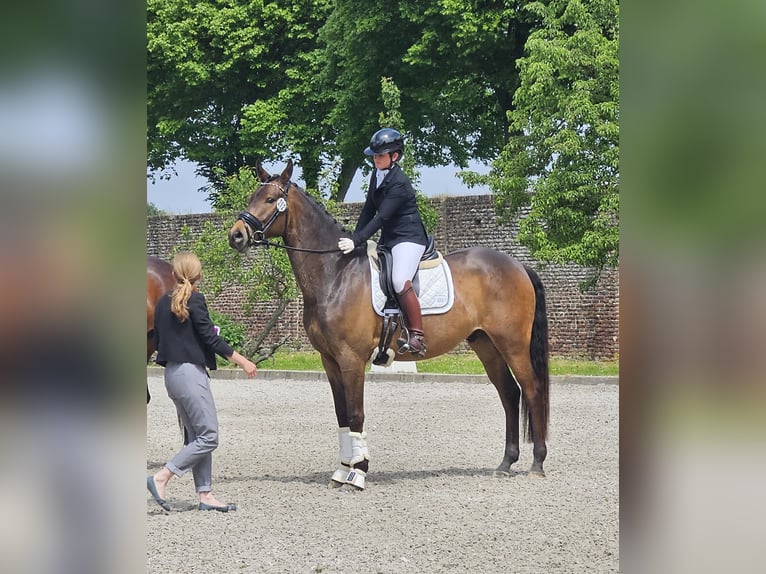 Trakehner Caballo castrado 9 años 171 cm Castaño in Erkelenz