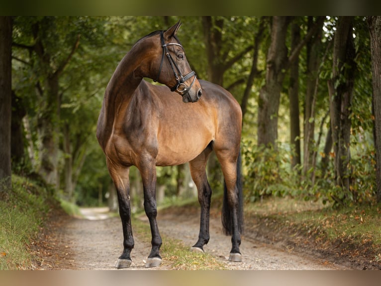 Trakehner Caballo castrado 9 años 172 cm Castaño in Dahlenburg