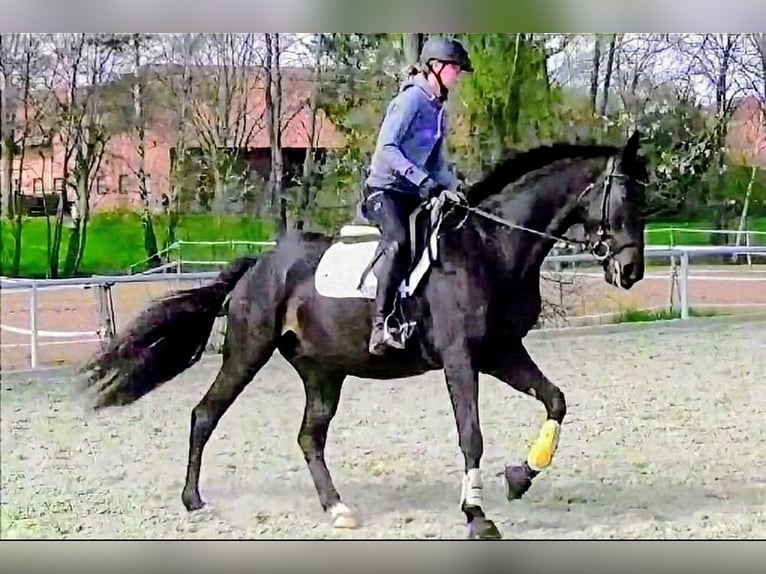 Trakehner Caballo castrado 9 años 172 cm Morcillo in Eisenach