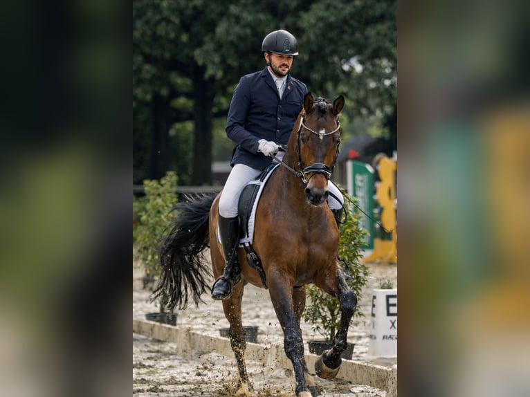 Trakehner Caballo castrado 9 años 175 cm Castaño oscuro in Stadtlohn