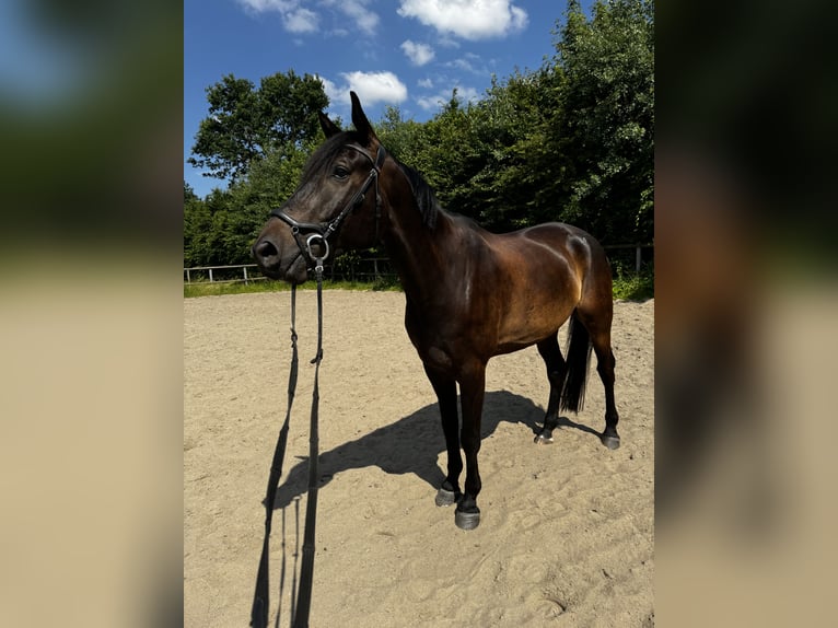 Trakehner Caballo castrado 9 años 177 cm Castaño oscuro in Postfeld
