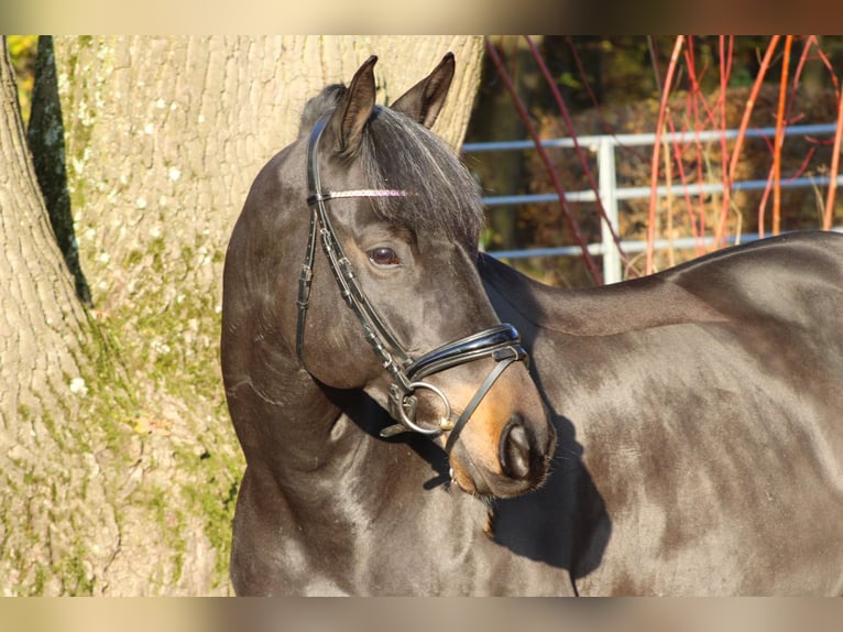 Trakehner Castrone 10 Anni 165 cm Baio scuro in Darmstadt