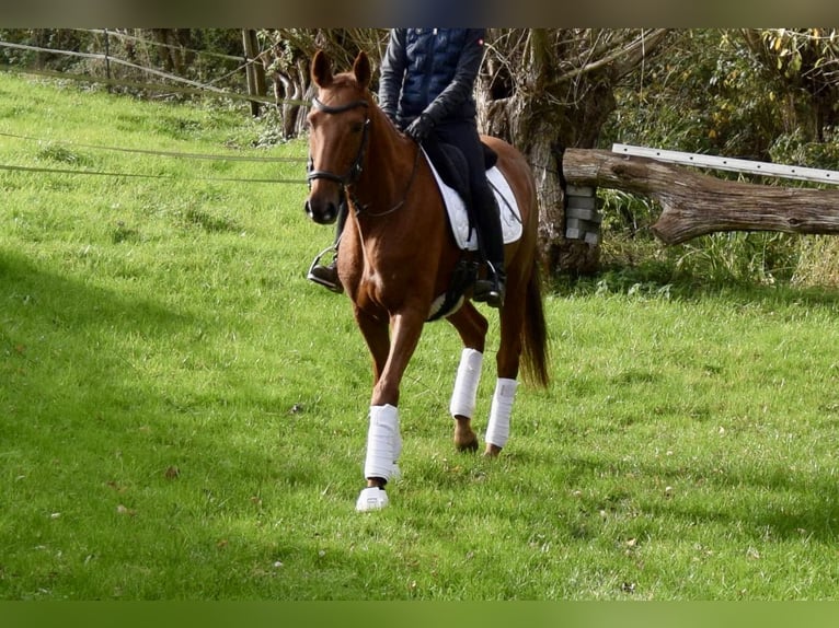 Trakehner Castrone 10 Anni 165 cm Sauro in Heiligenhaus