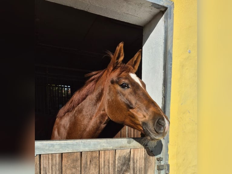 Trakehner Castrone 10 Anni 167 cm Sauro in Wörmlitz