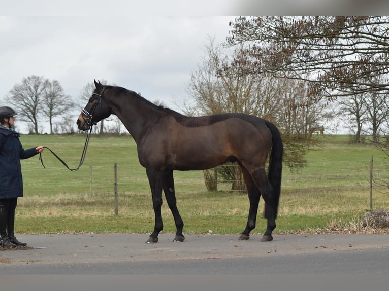 Trakehner Castrone 10 Anni 168 cm Baio nero in Herbstein