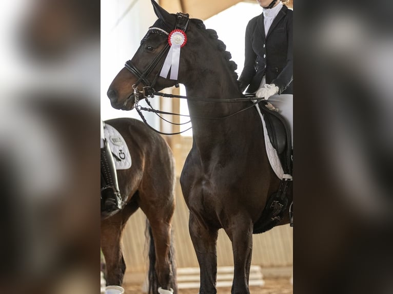 Trakehner Castrone 10 Anni 168 cm Baio scuro in Osnabrück