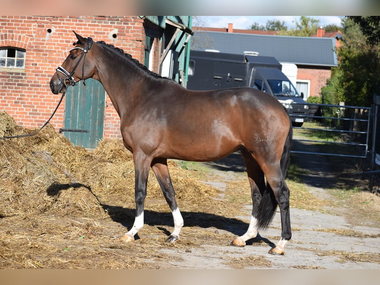 Trakehner Castrone 10 Anni 169 cm Baio in Dätgen