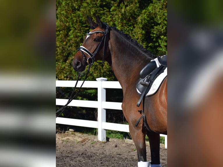 Trakehner Castrone 10 Anni 169 cm Baio in Dätgen