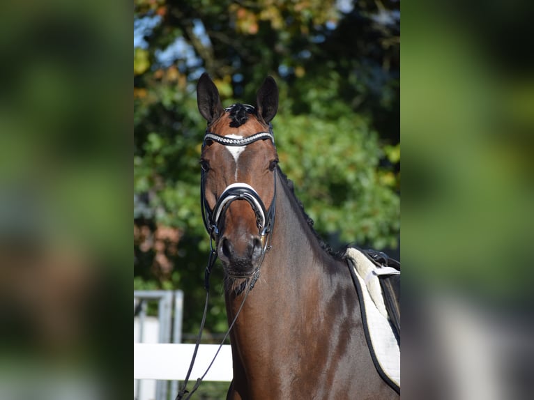 Trakehner Castrone 10 Anni 169 cm Baio in Dätgen