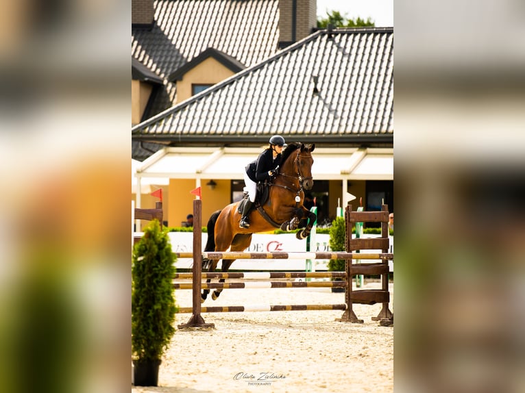 Trakehner Castrone 10 Anni 172 cm Baio scuro in czernidła