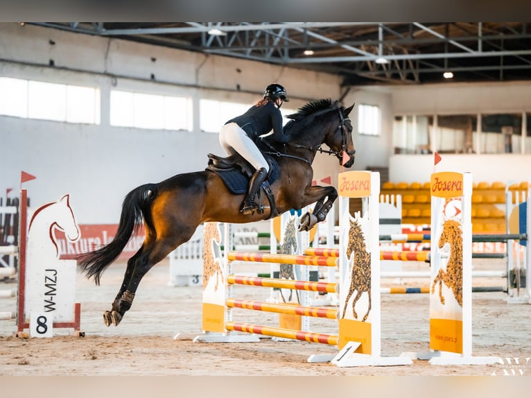Trakehner Castrone 10 Anni 172 cm Baio scuro in czernidła