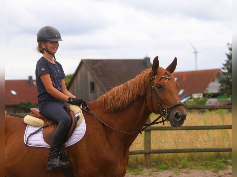 Trakehner Castrone 10 Anni 173 cm Sauro in Langlingen