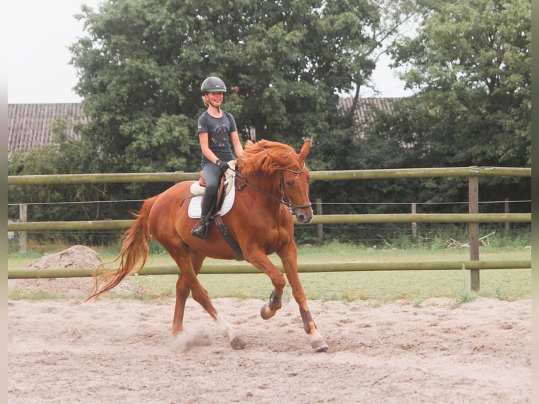 Trakehner Castrone 10 Anni 173 cm Sauro in Langlingen