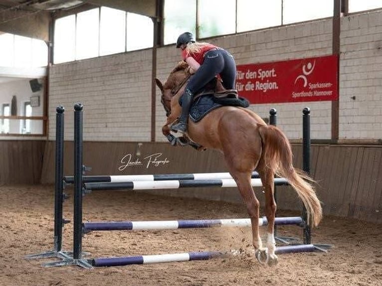 Trakehner Castrone 10 Anni 173 cm Sauro in Langlingen