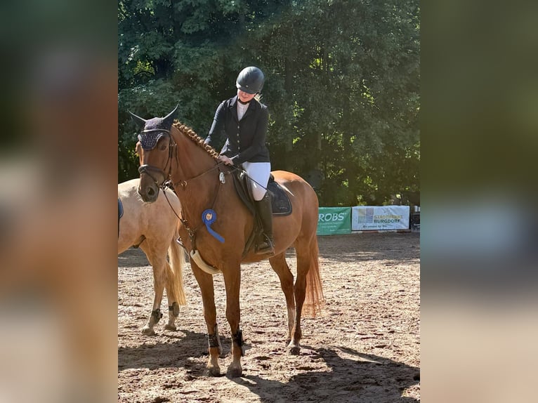 Trakehner Castrone 10 Anni 173 cm Sauro in Langlingen