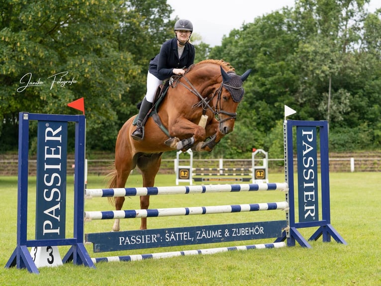 Trakehner Castrone 10 Anni 173 cm Sauro in Langlingen
