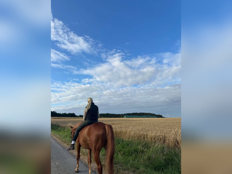 Trakehner Castrone 10 Anni 173 cm Sauro in Langlingen
