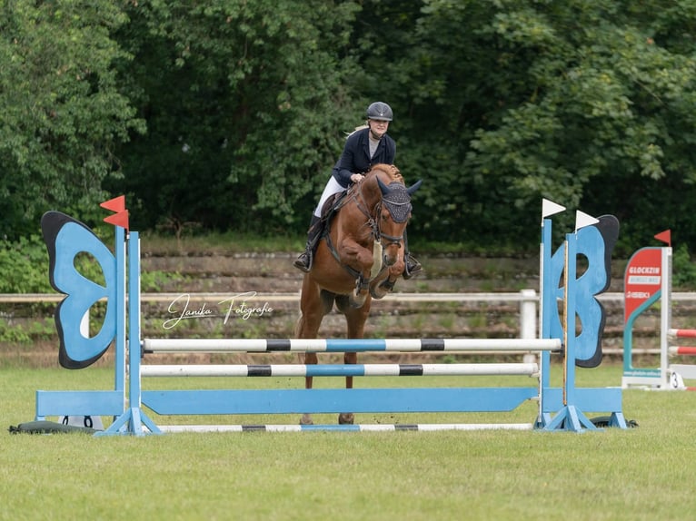 Trakehner Castrone 10 Anni 173 cm Sauro in Langlingen