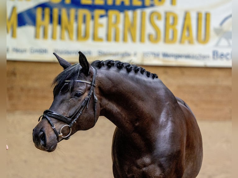 Trakehner Castrone 11 Anni 163 cm Baio scuro in Waldbrunn (Westerwald)