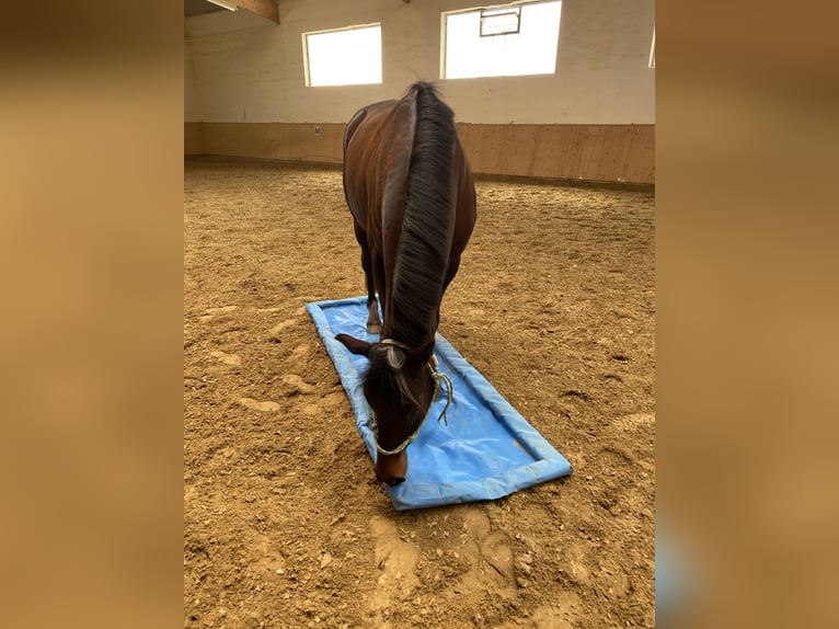 Trakehner Castrone 11 Anni 163 cm Baio scuro in Waldbrunn (Westerwald)
