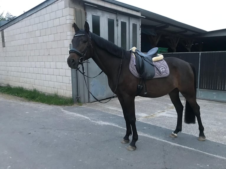 Trakehner Castrone 11 Anni 165 cm Baio in Buseck