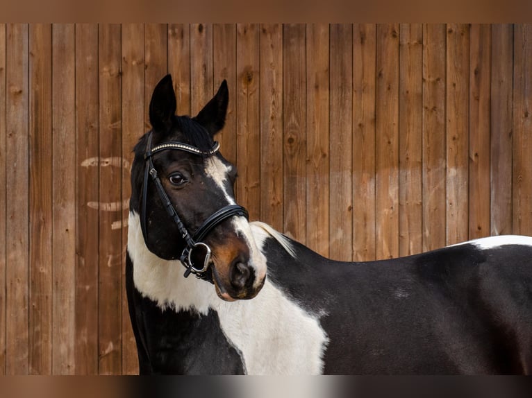 Trakehner Mix Castrone 11 Anni 166 cm Pezzato in Springe